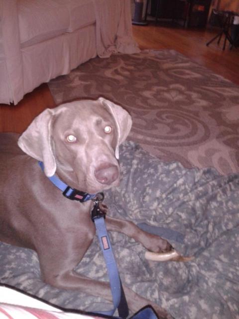 Mosby 2